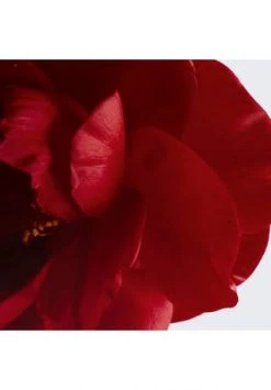 CHANEL REVITALISIERENDES SPRAY-SERUM 50.0 ML 8 CHANEL REVITALISIERENDES SPRAY-SERUM 50.0 ML -GESICHTSPFLEGE Verkäufe unnamed file 256